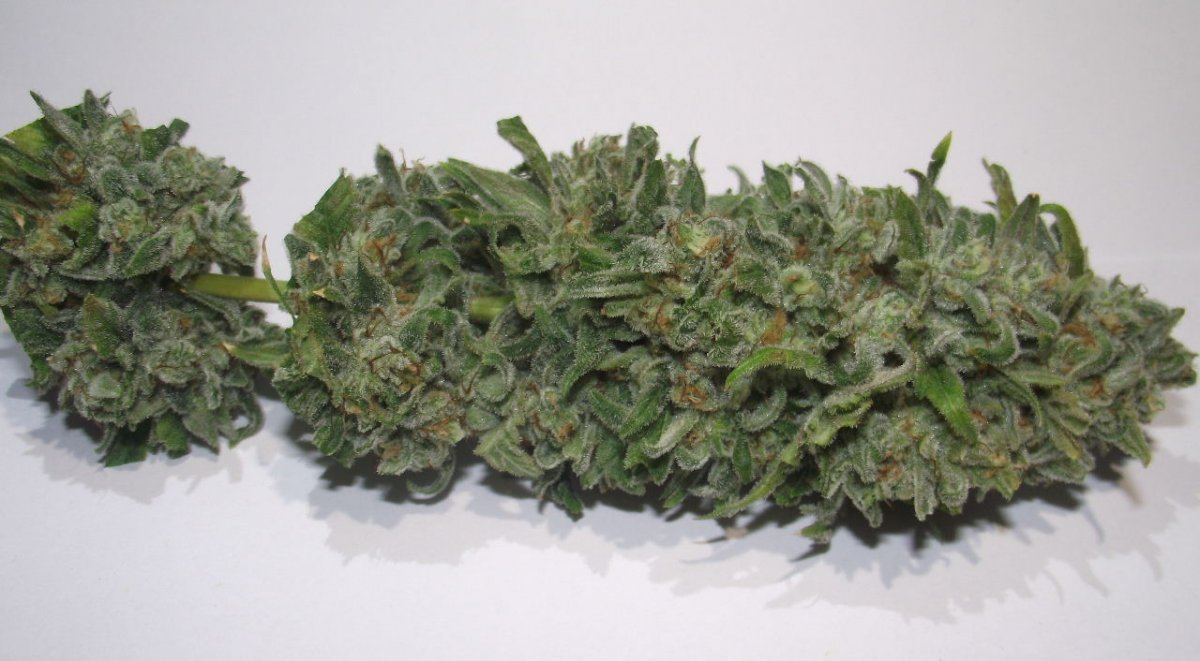 Electric lemon larry 15