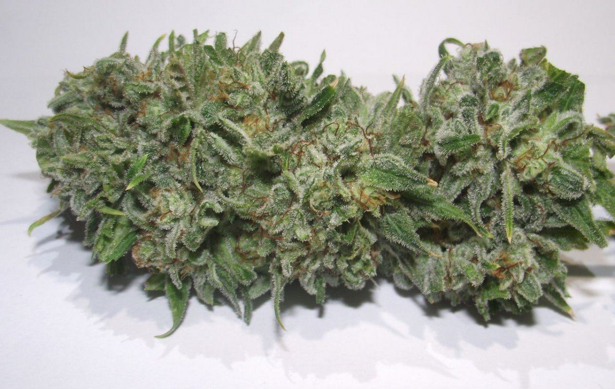 Electric lemon larry 16
