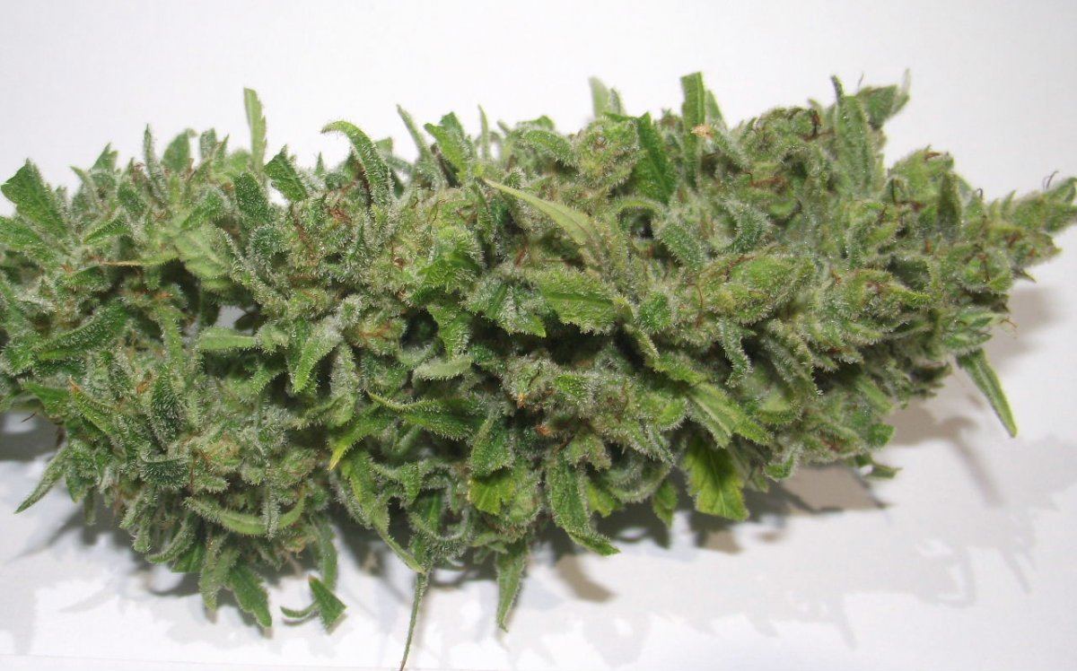 Electric lemon larry 2