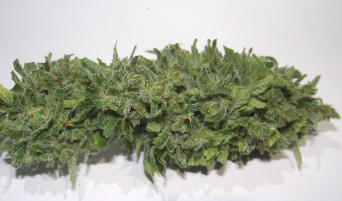 Electric lemon larry 4