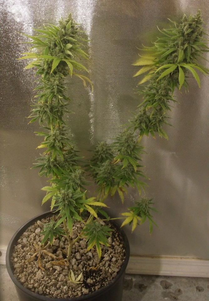 Electric lemon larry 5
