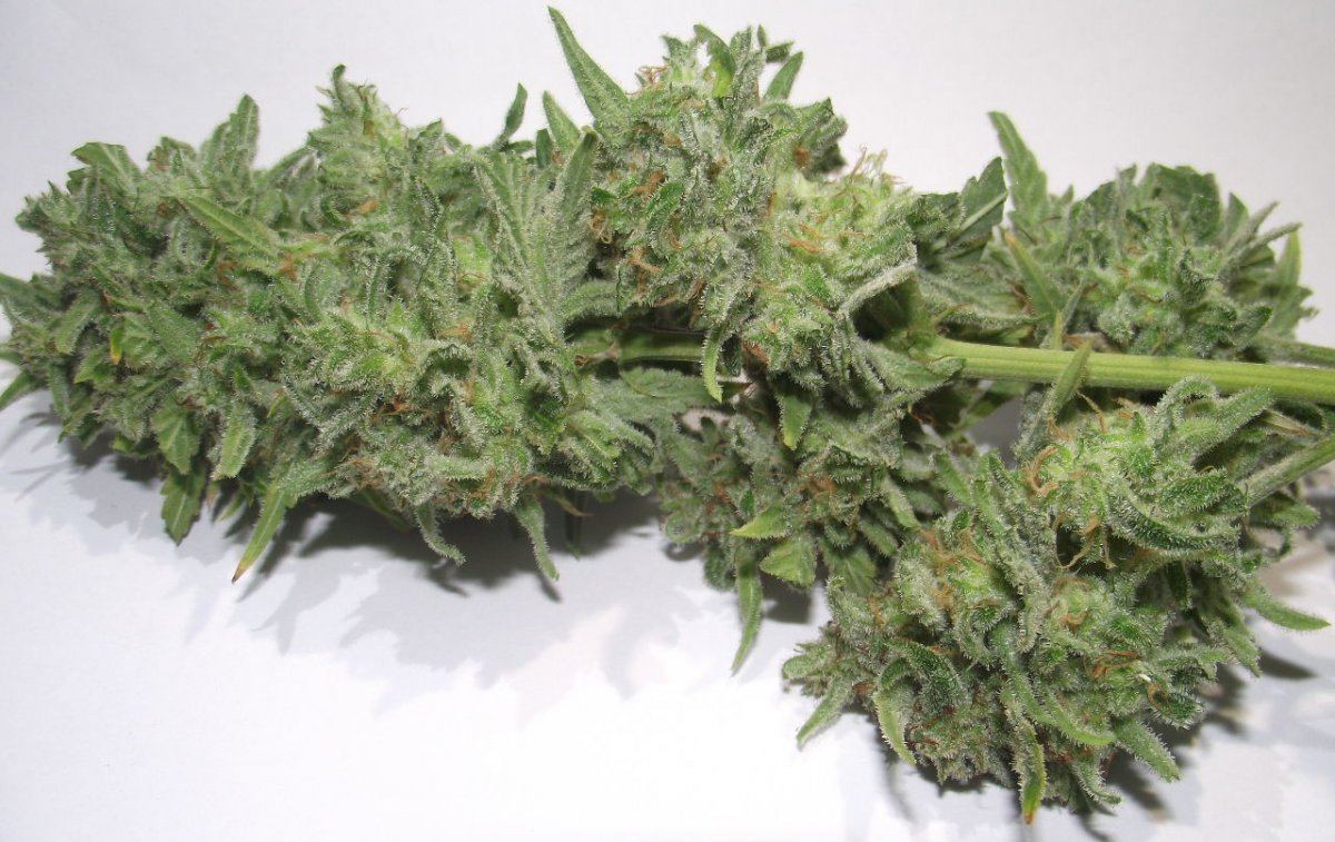 Electric lemon larry 8
