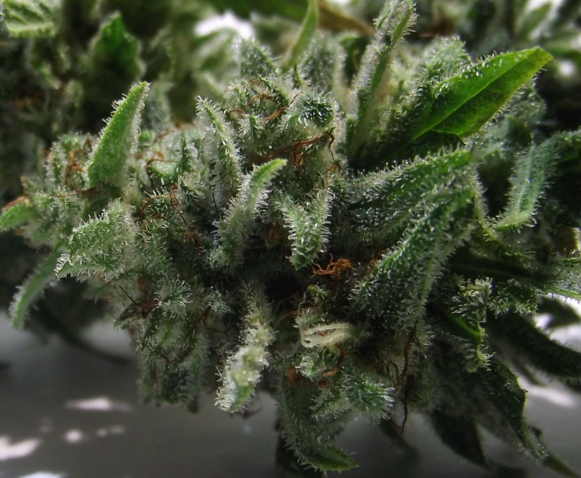 Electric lemon larry 9