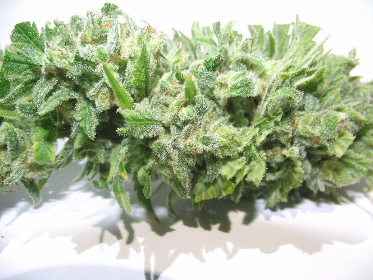 Electric lemon larry