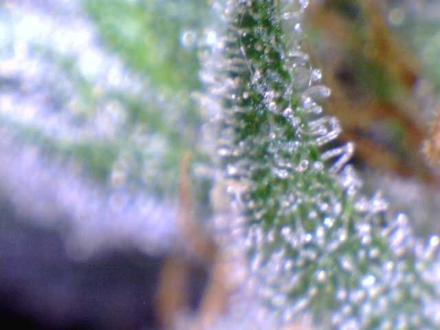 Eleph1