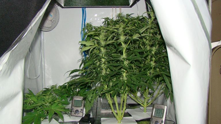 Elite ultimate chem 08 and magic monkey 1212 from seed and deep water cooler 4