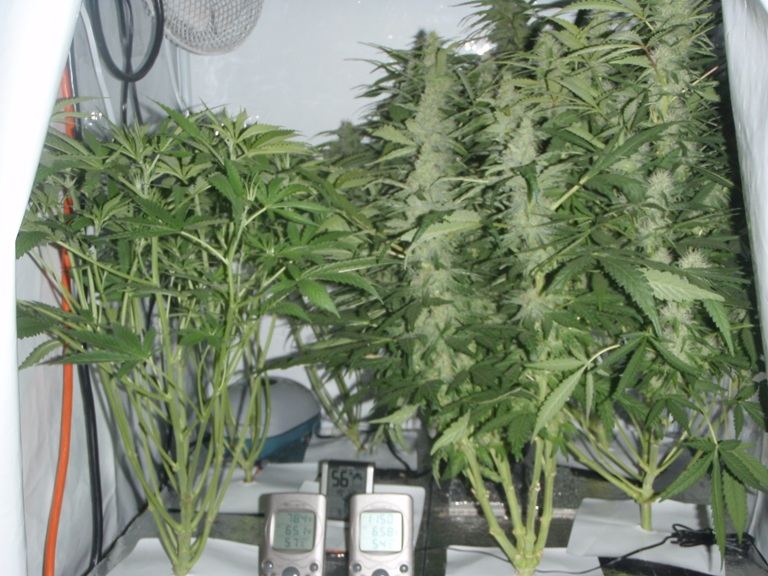 Elite ultimate chem 08 and magic monkey 1212 from seed and deep water cooler 7