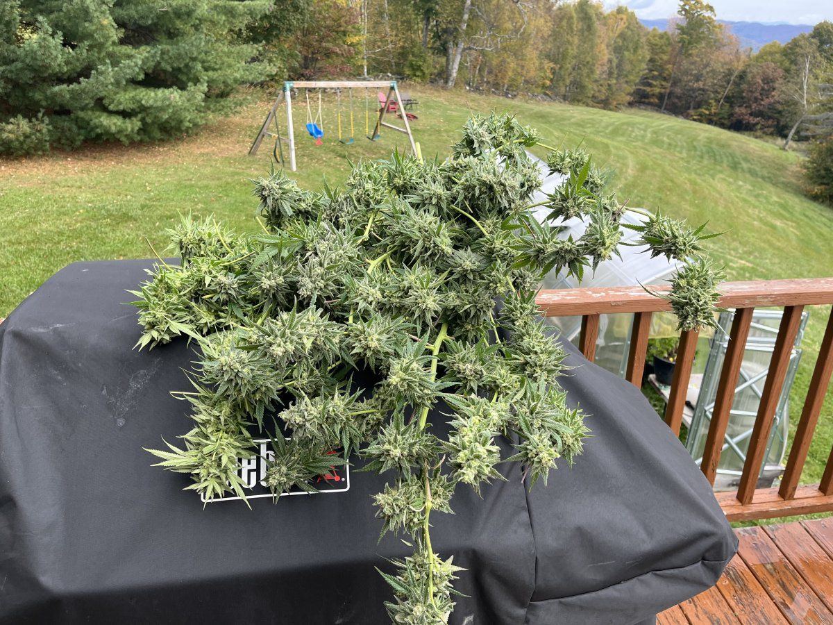 Elmers glue makes the finish line in vermonts wet grow season 4