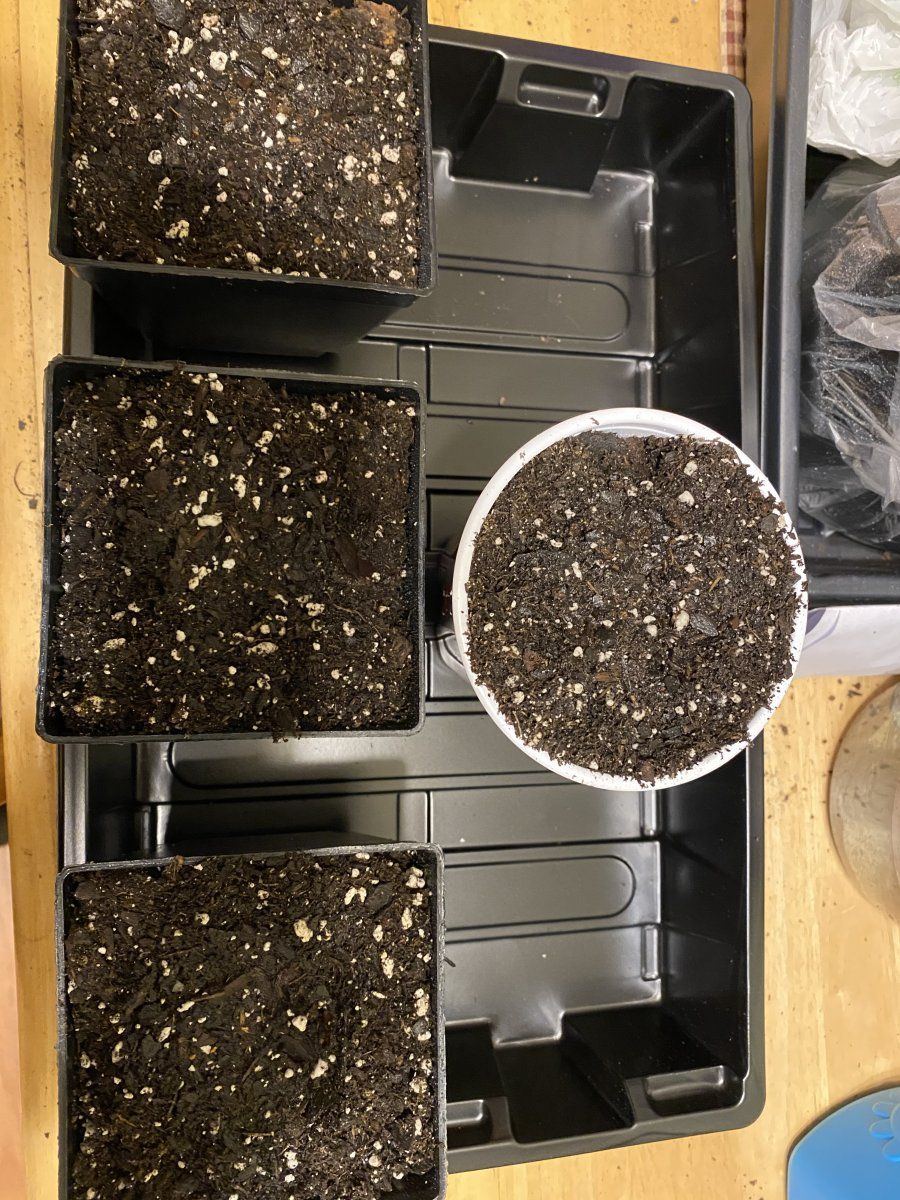 Elusives perpetual cannabis grow thread