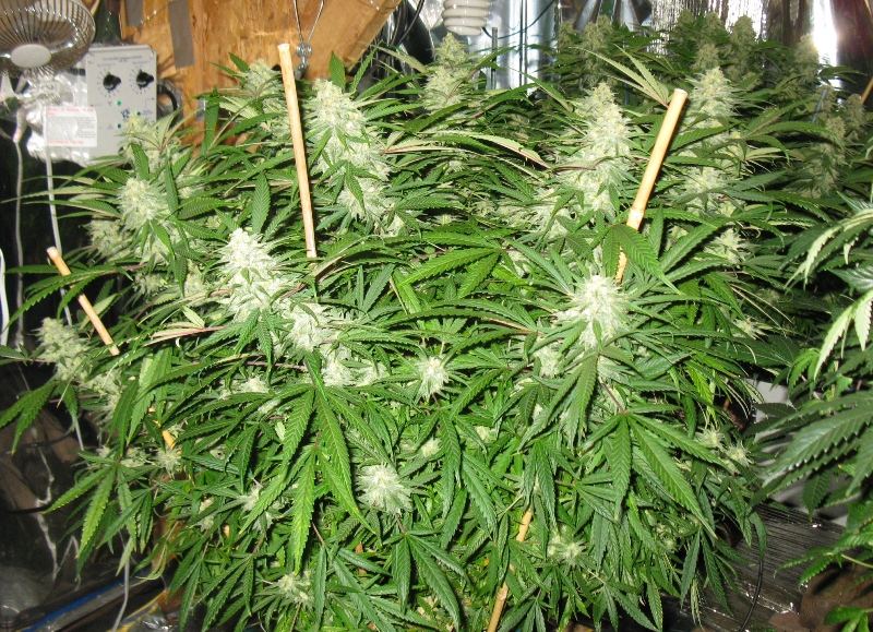 Em j 5 wks