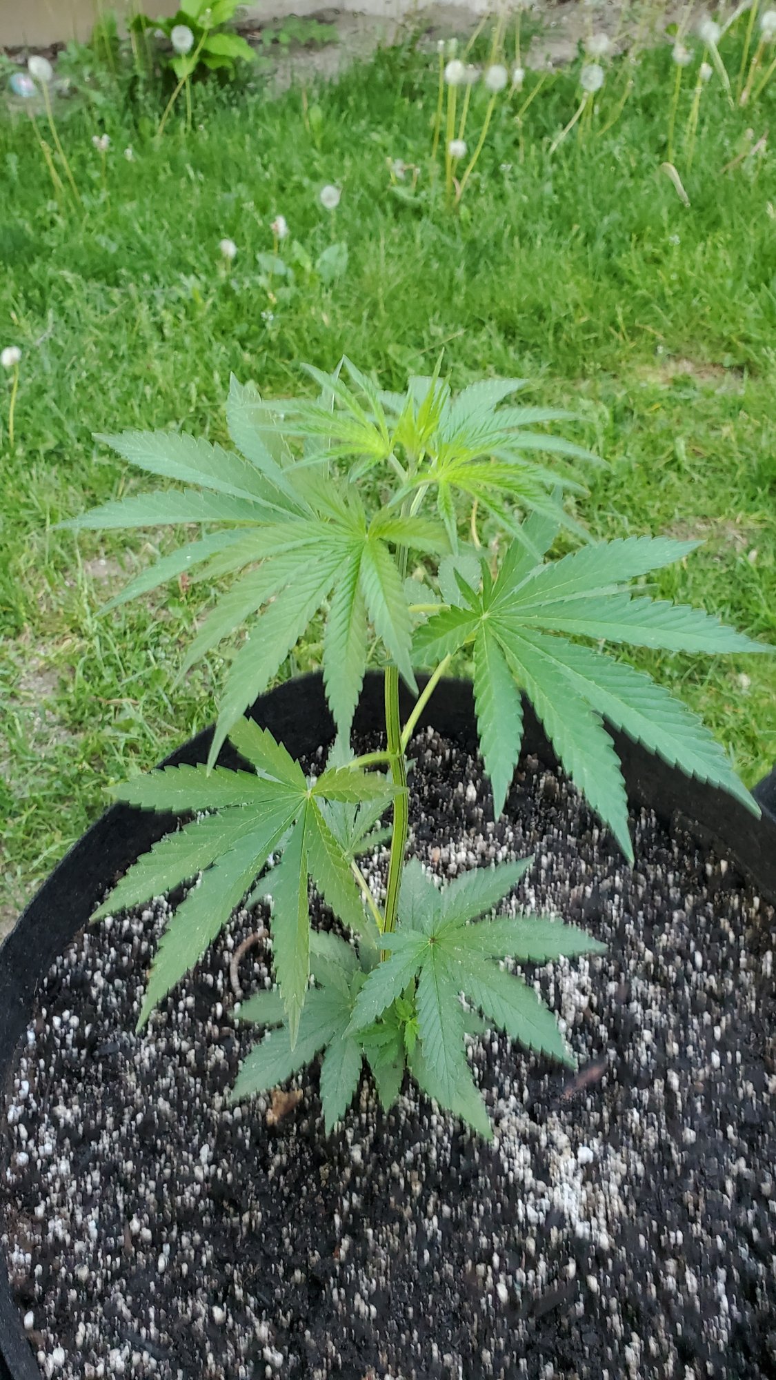 Encouraging lateral growth   topping  lst and 2