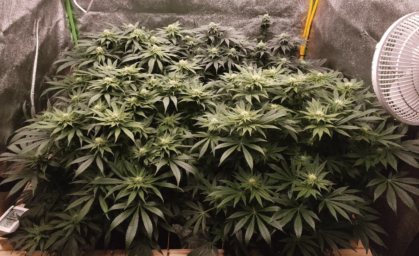End of Fourth Week of Flower