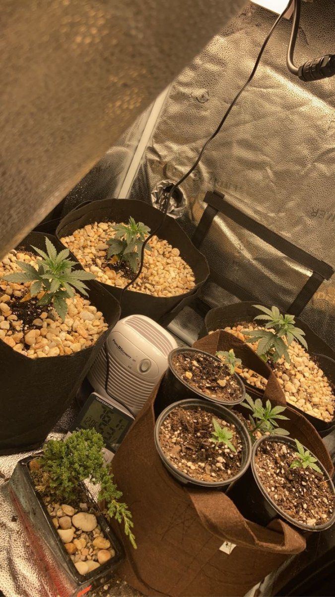 End of month 2 on my first journey of growing cannabis indoor and flowering 2