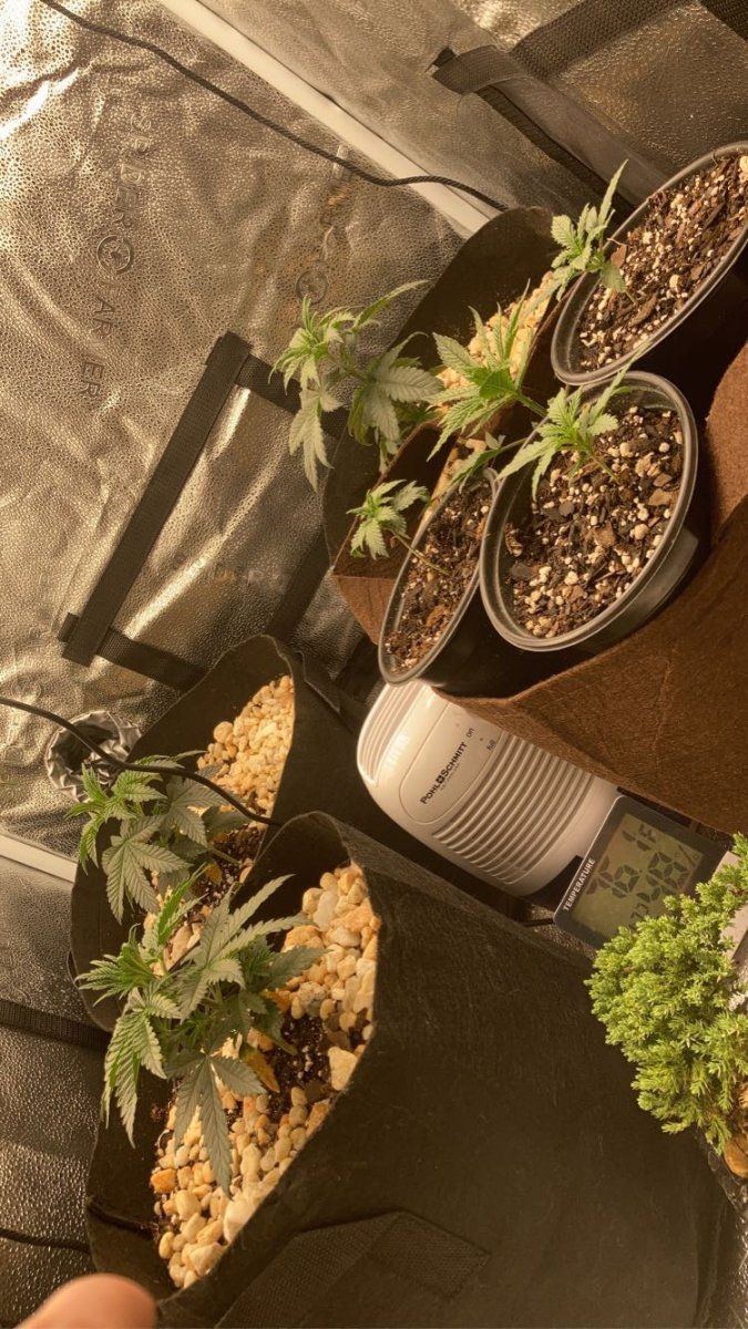 End of month 2 on my first journey of growing cannabis indoor and flowering 4