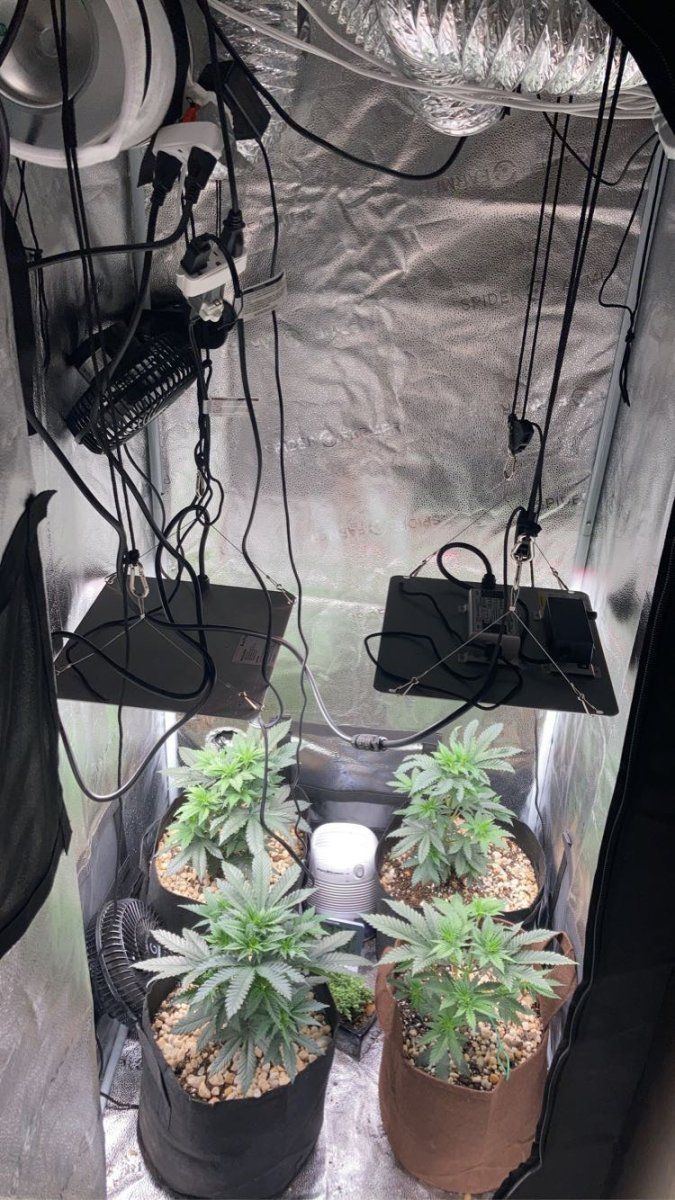 End of month 2 on my first journey of growing cannabis indoor and flowering 6