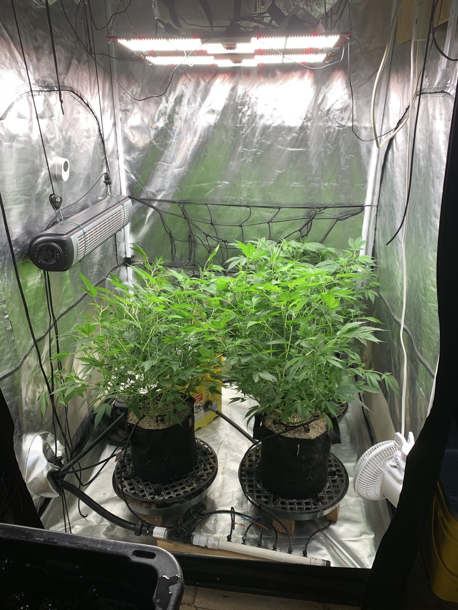Enforcers good bud grow room 3