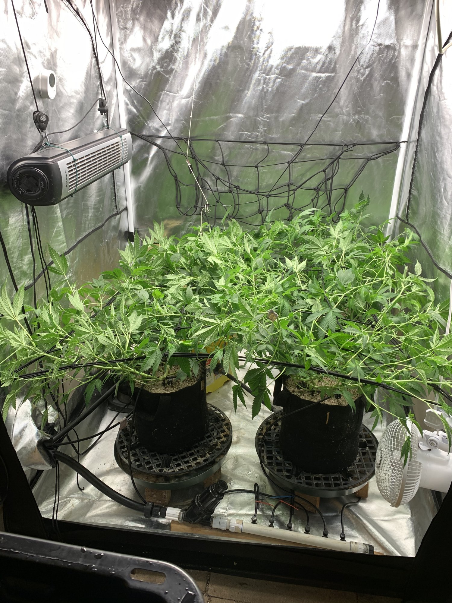 Enforcers good bud grow room 4