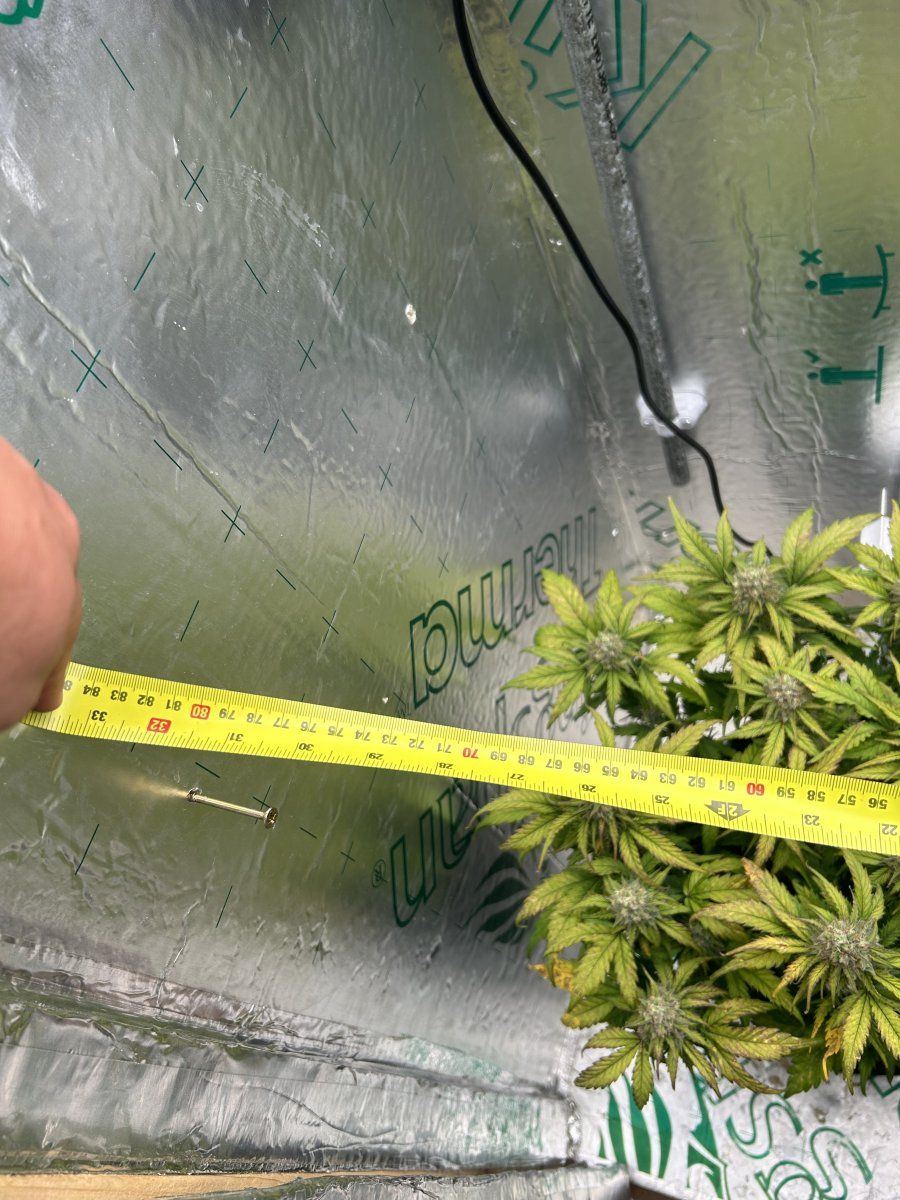 Enough height to grow photoperiod 3