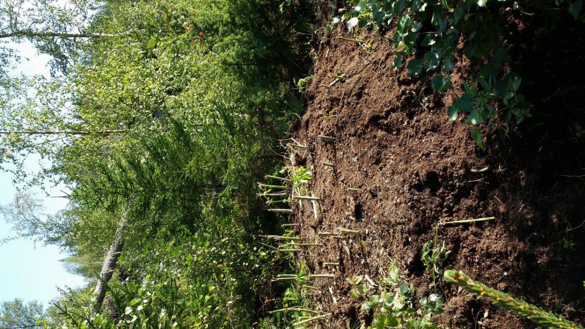 Enrich outdoor soil 6