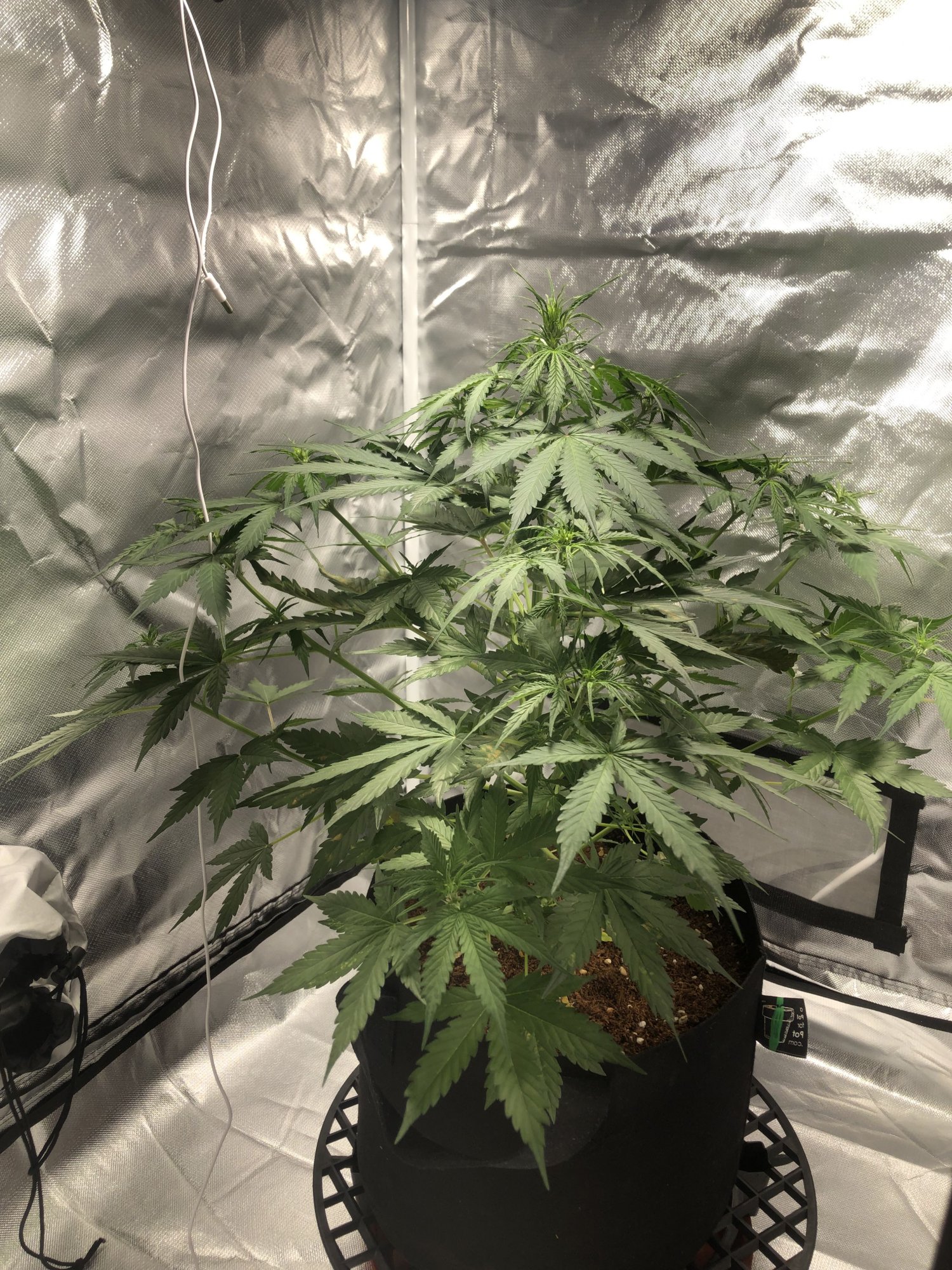 Entering week 5 do leaves look droopy advice please video  pics included 2