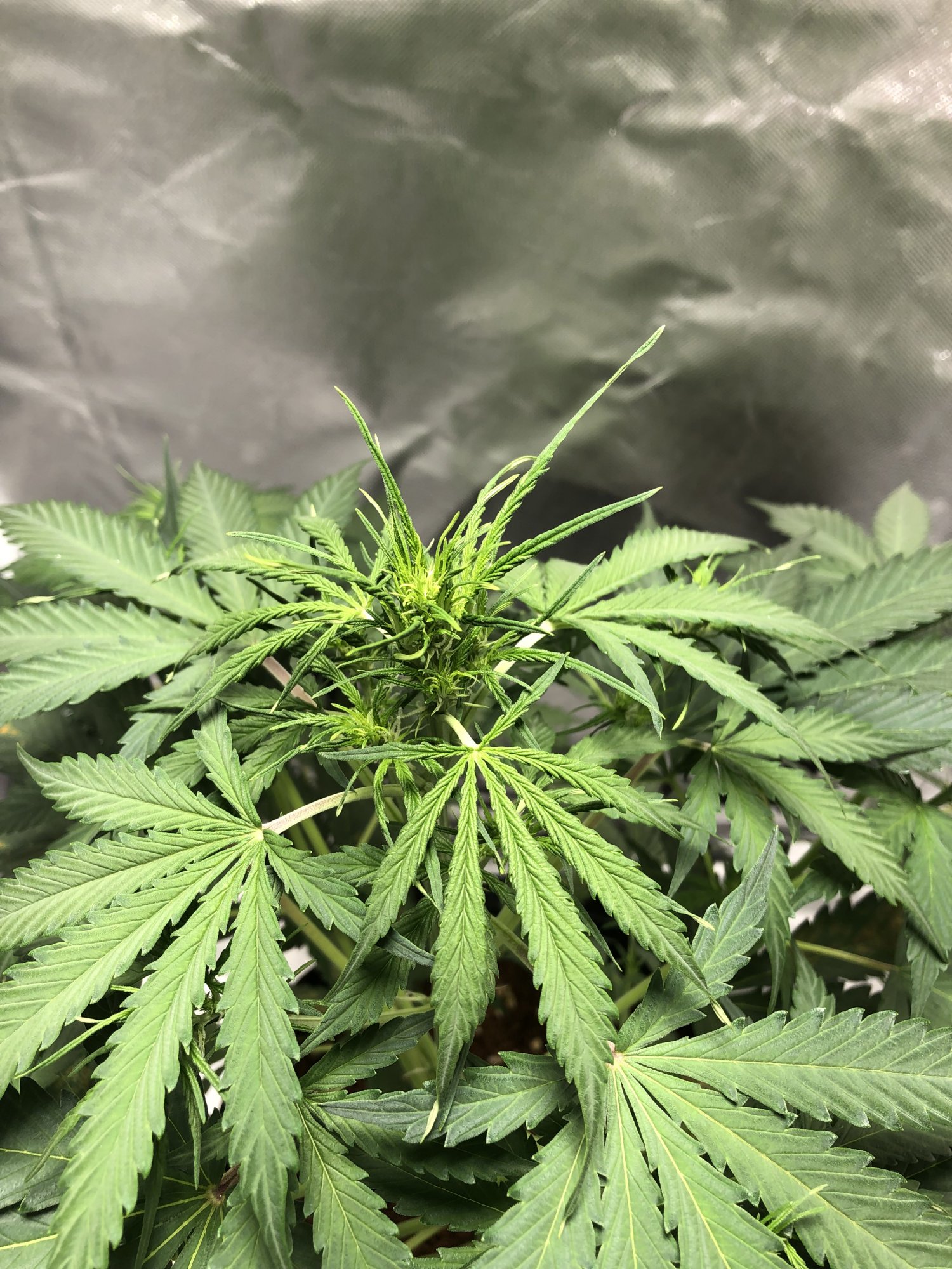 Entering week 5 do leaves look droopy advice please video  pics included
