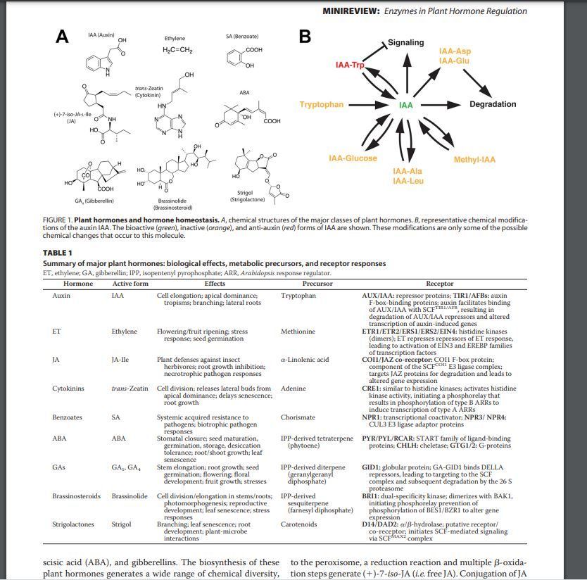 Enzyme action