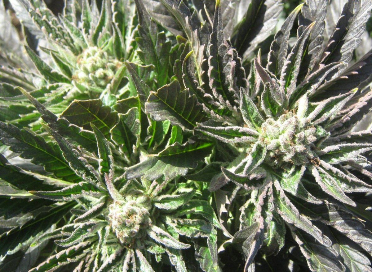 Eseedling428