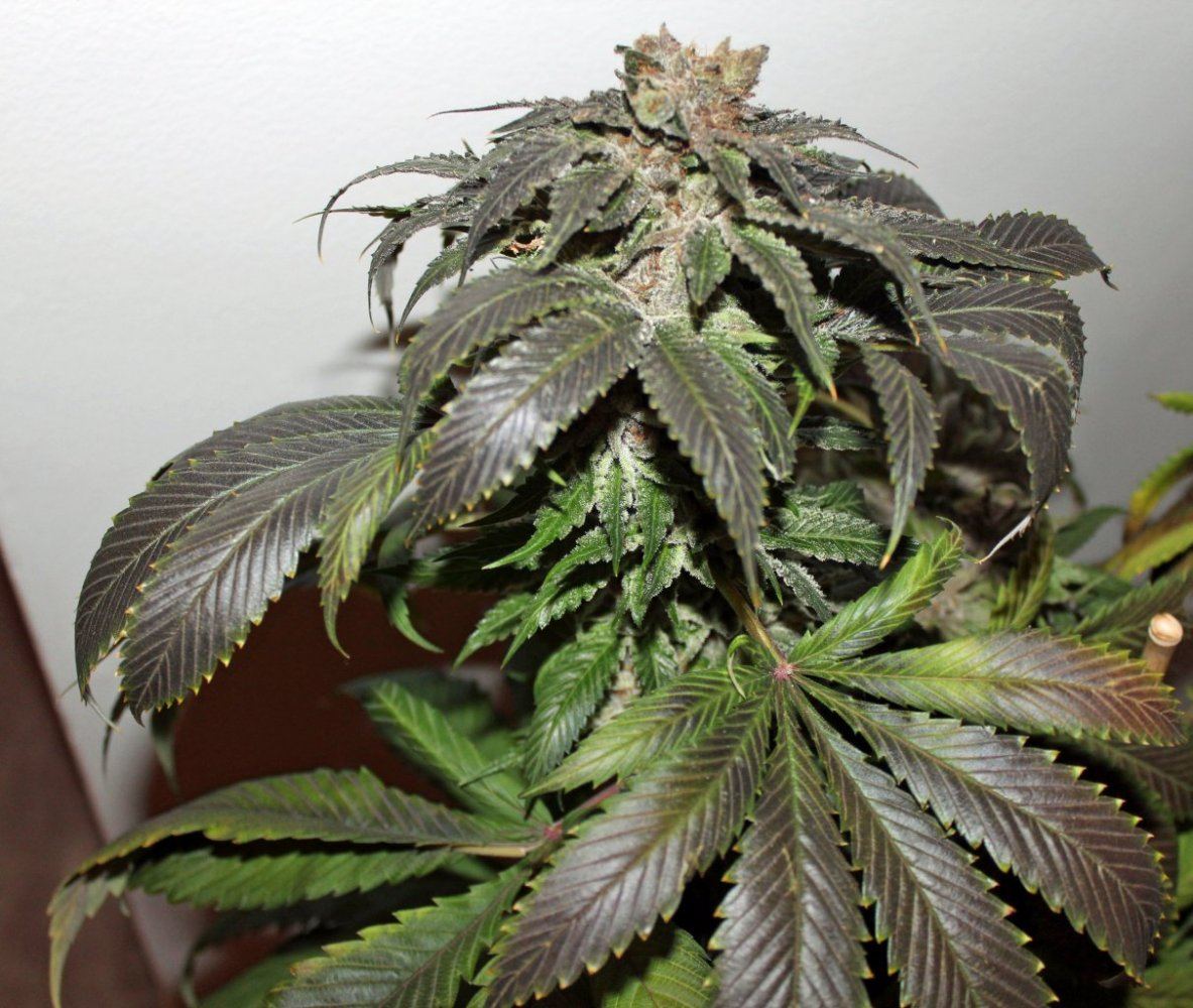 Esk purp 3