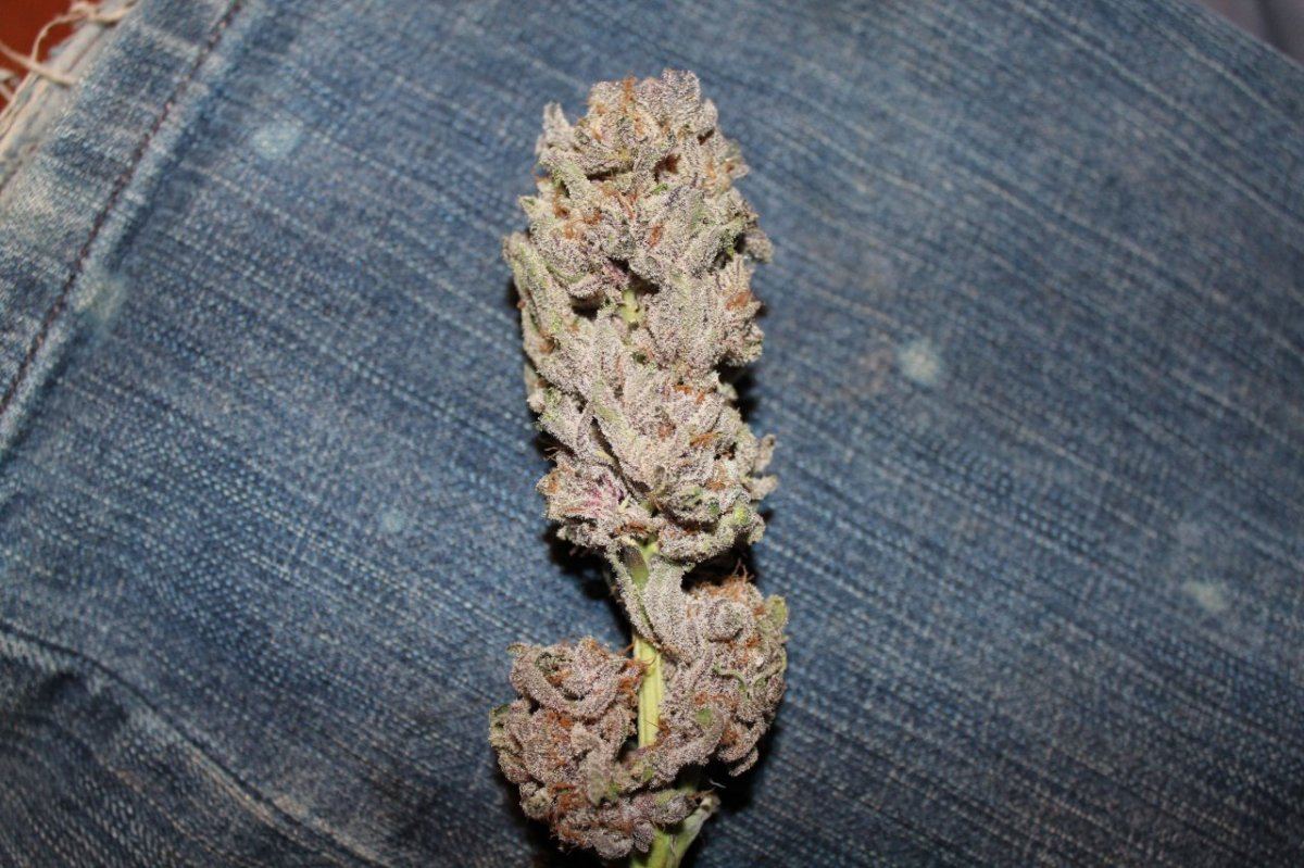Esk purp bud