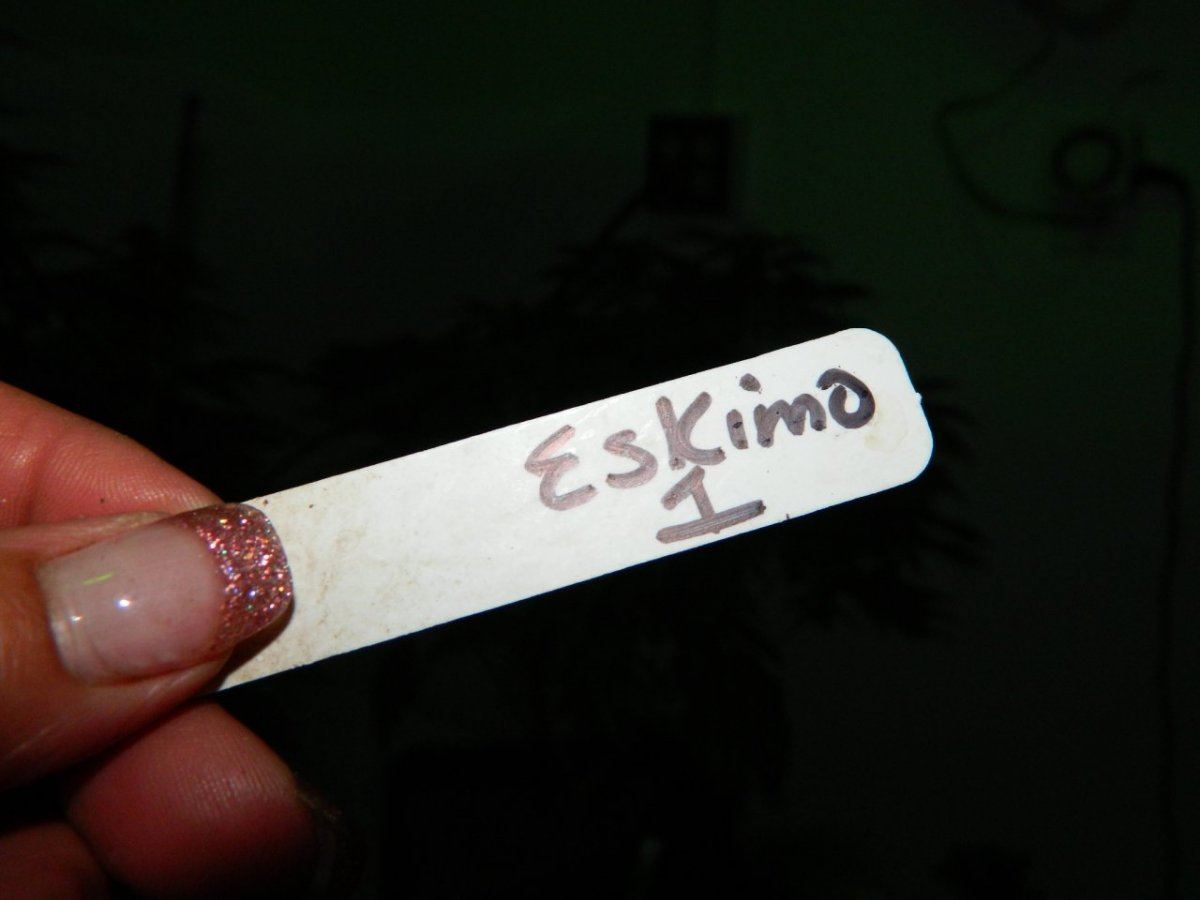 Eskimo flowering 001