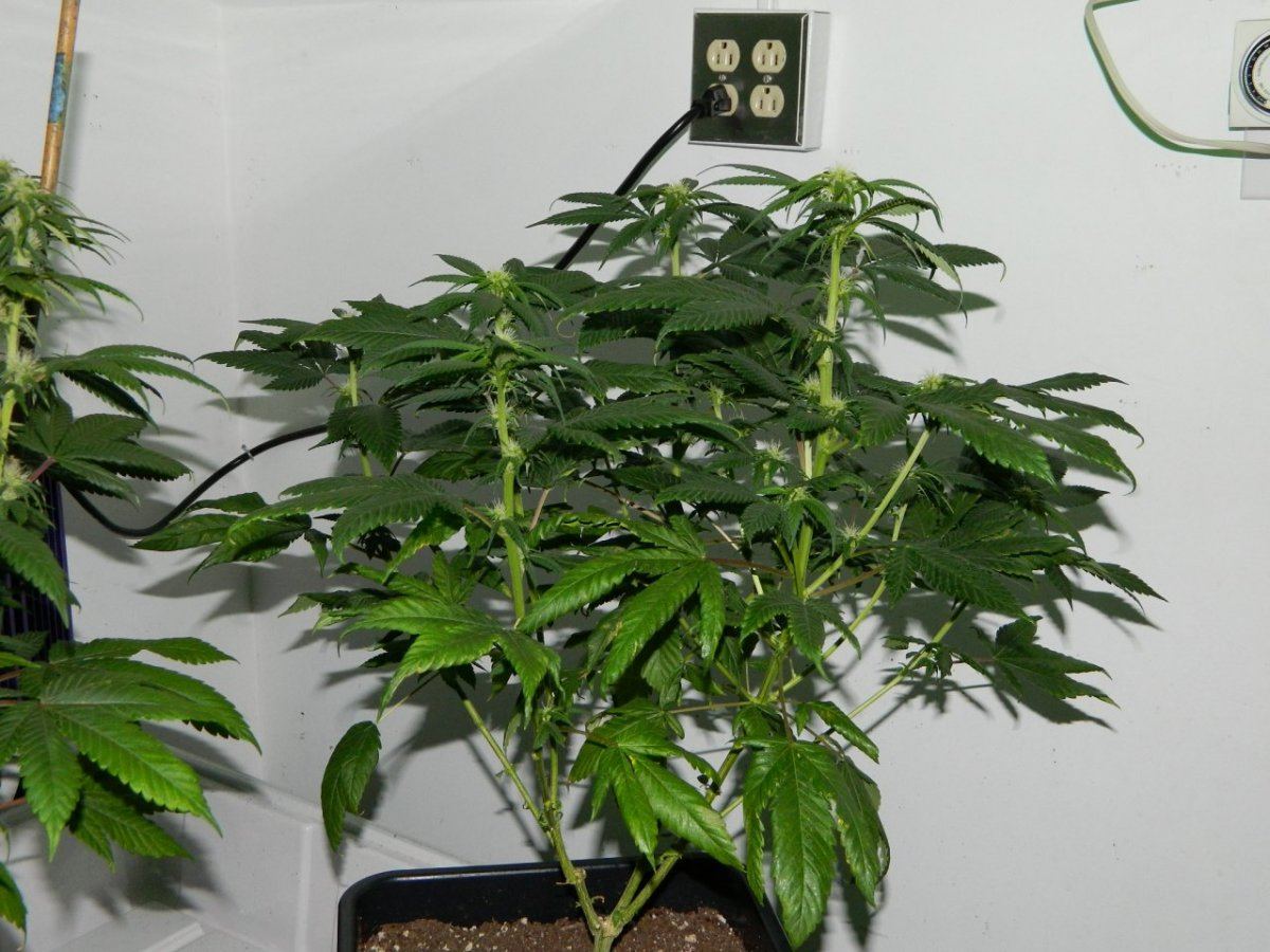 Eskimo flowering 002