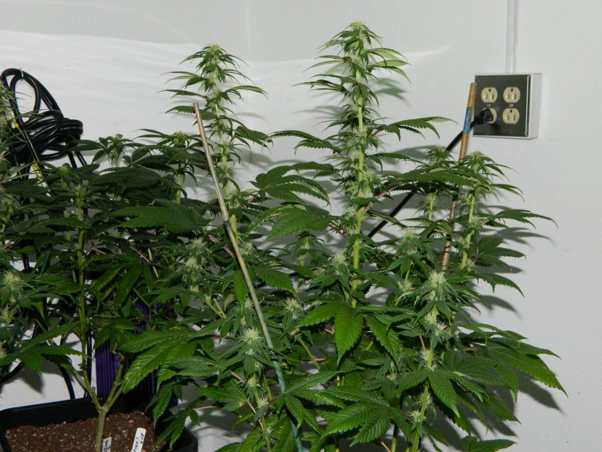 Eskimo flowering 007