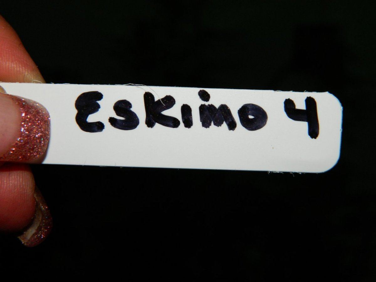 Eskimo flowering 009