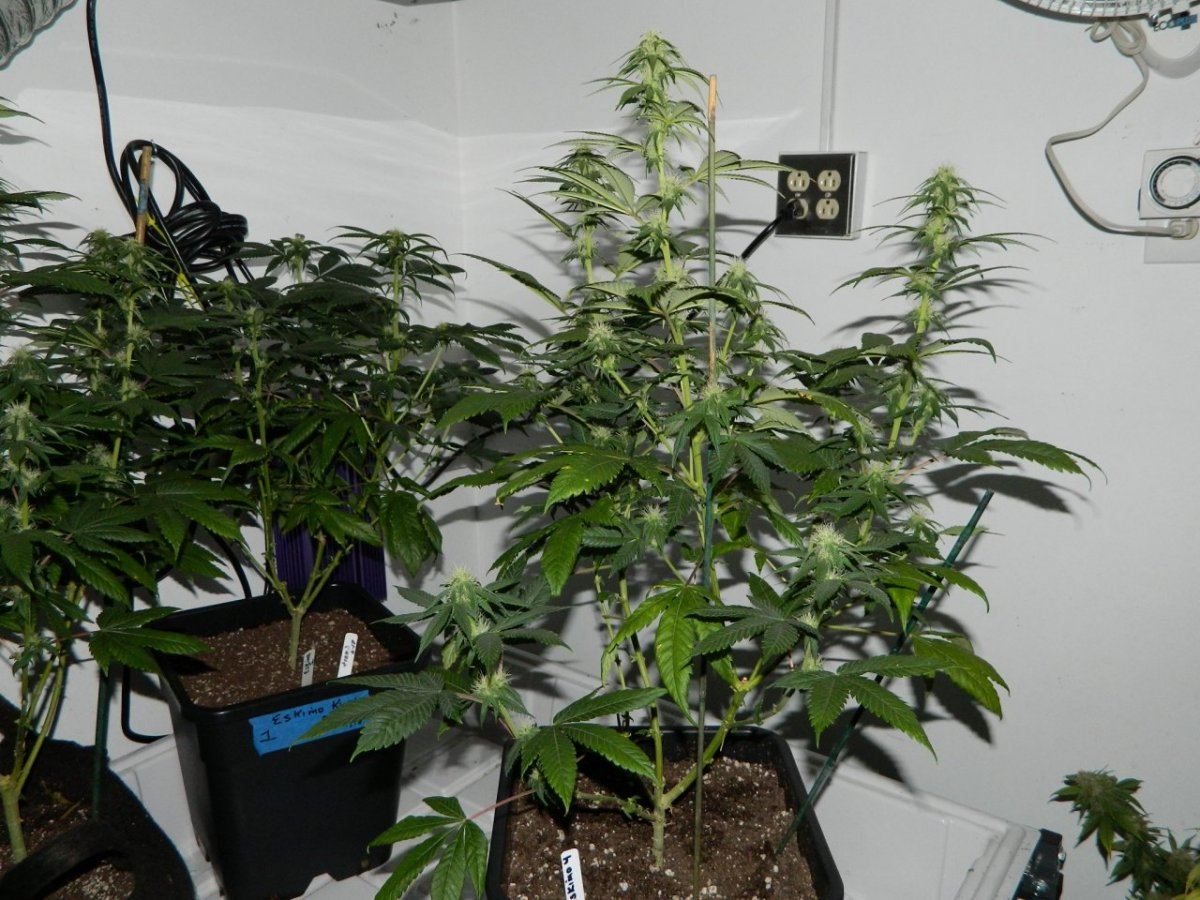 Eskimo flowering 011