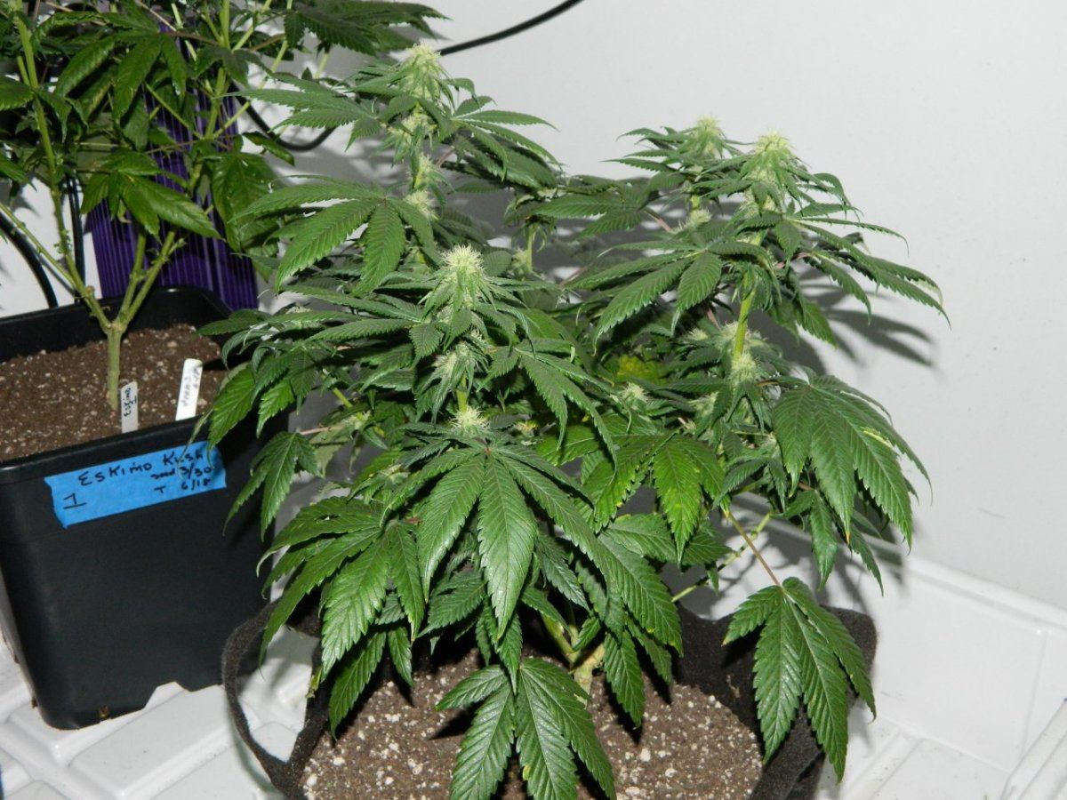 Eskimo flowering 015