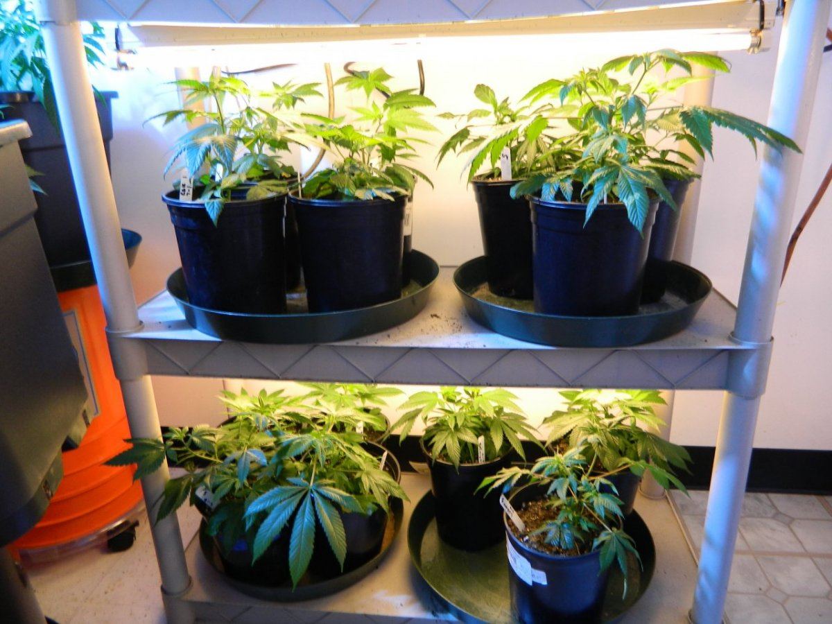 Eskimo flowering 021