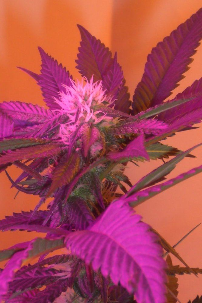 Eskimo kush by 619ster 3