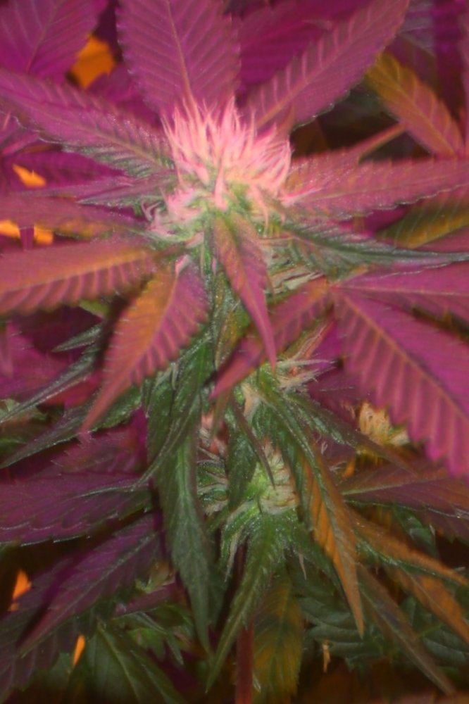 Eskimo kush by 619ster 4