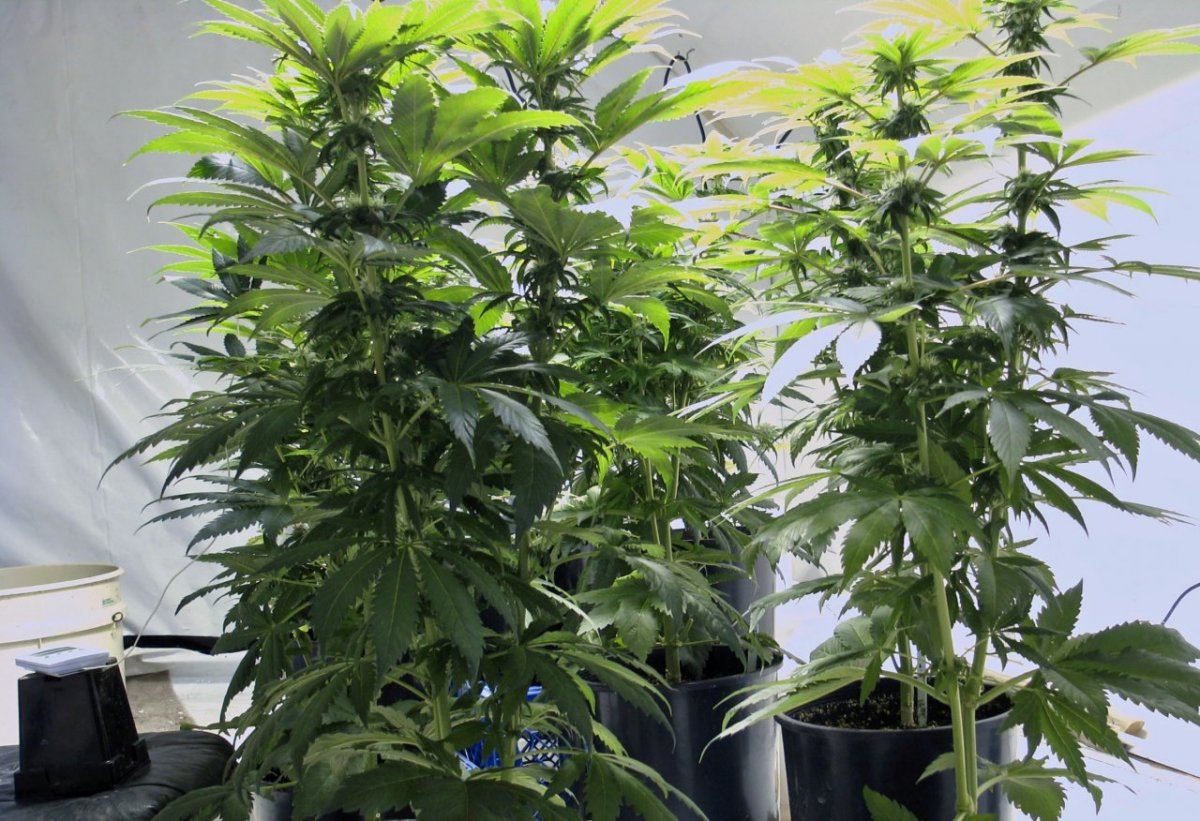 Eskimo tall veg