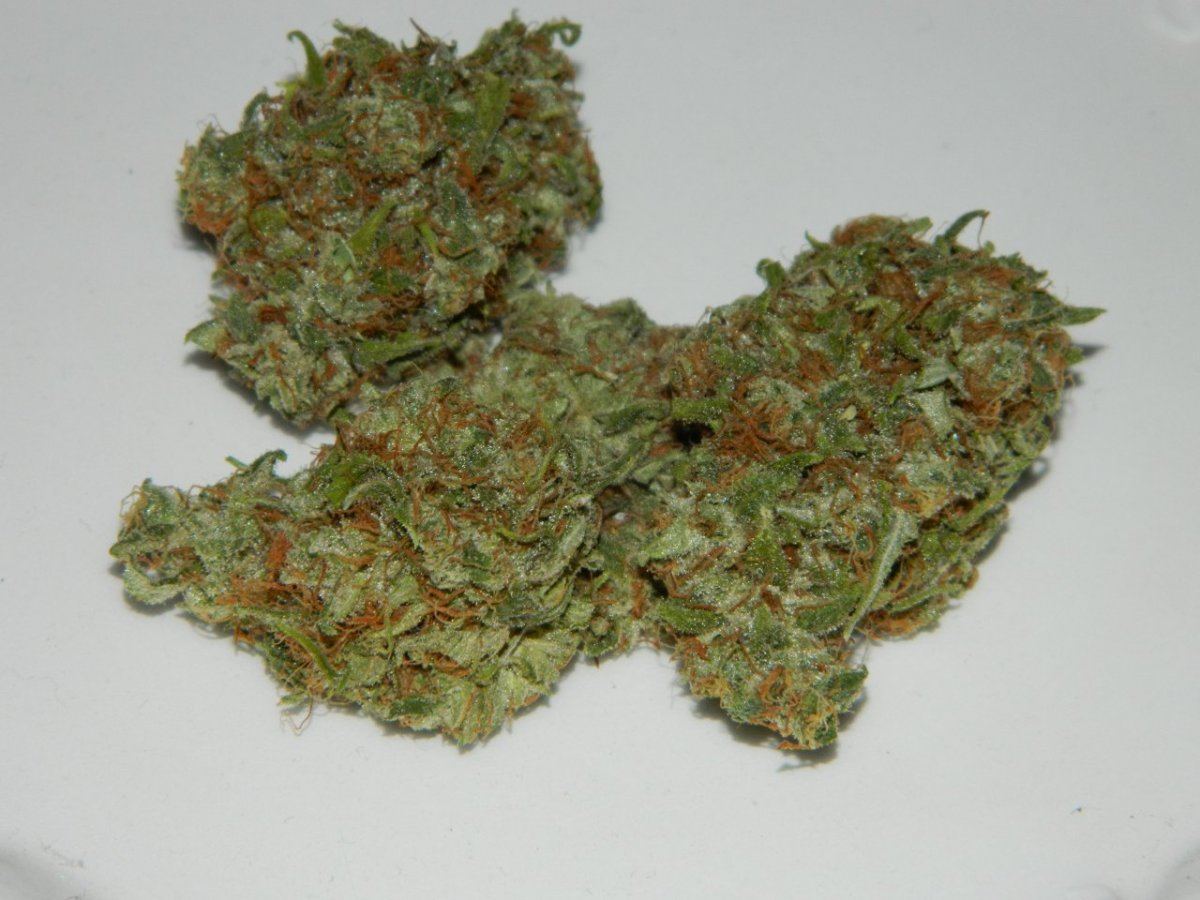 Eskimo1 and alg 1 bud shots 002