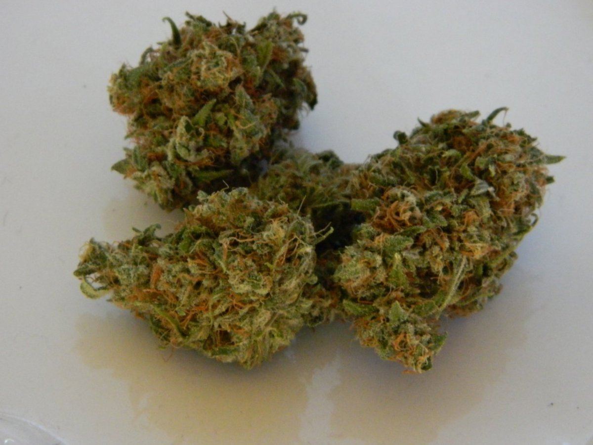 Eskimo1 and alg 1 bud shots 003