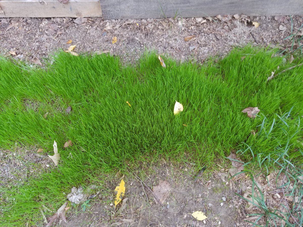 Establishing a lawn with little to no effort using a living organic soil