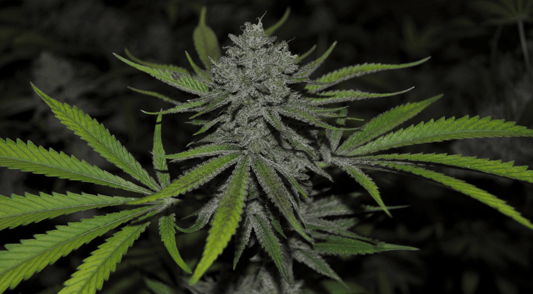 Etheralpurps
