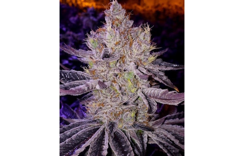 Ethos genetics ethos apex f1 reg 17 pk