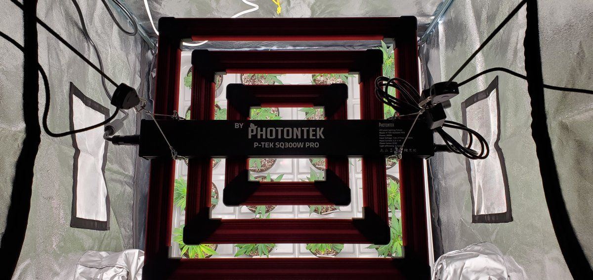 Ethos planet of the grapes in new 3333 tent with photontek sq300w