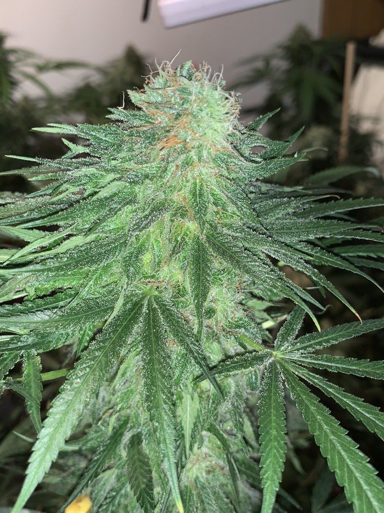 Ethos sour og cheese 3