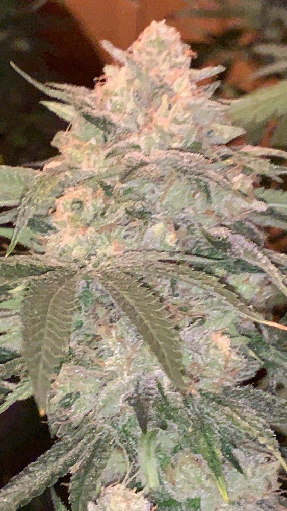 Ethos sour og cheese 4
