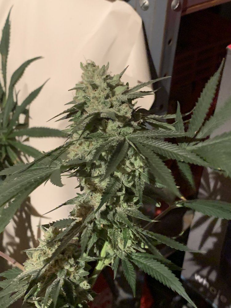 Ethos sour og cheese 5
