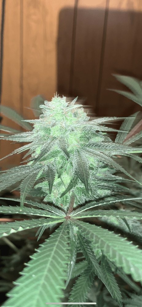 Ethos sour og cheese 6