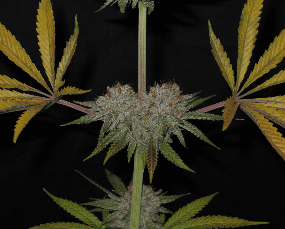 Ethos XXX cola2 boobs 1080h   Copy